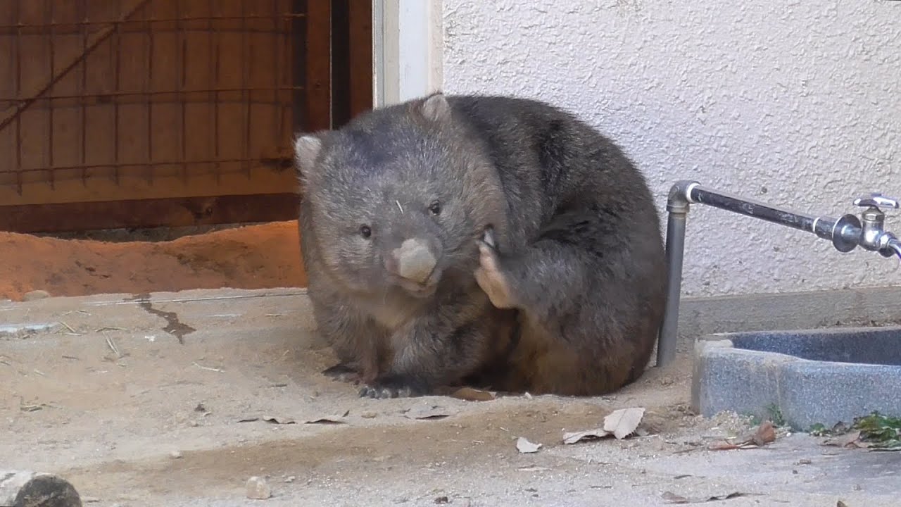 ウォンバットのフクちゃん＠五月山動物園／開園～フクちゃん🌿朝ごはん・😲ビックリしてダシュ帰宅💨／寒いの苦手・お部屋と外をいったり来たり／2023年1月29日 9時台の様子