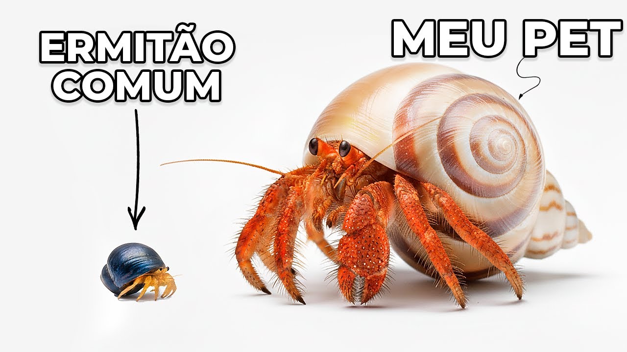 I have a hermit crab 10 times bigger as a pet (yes, it's real!)