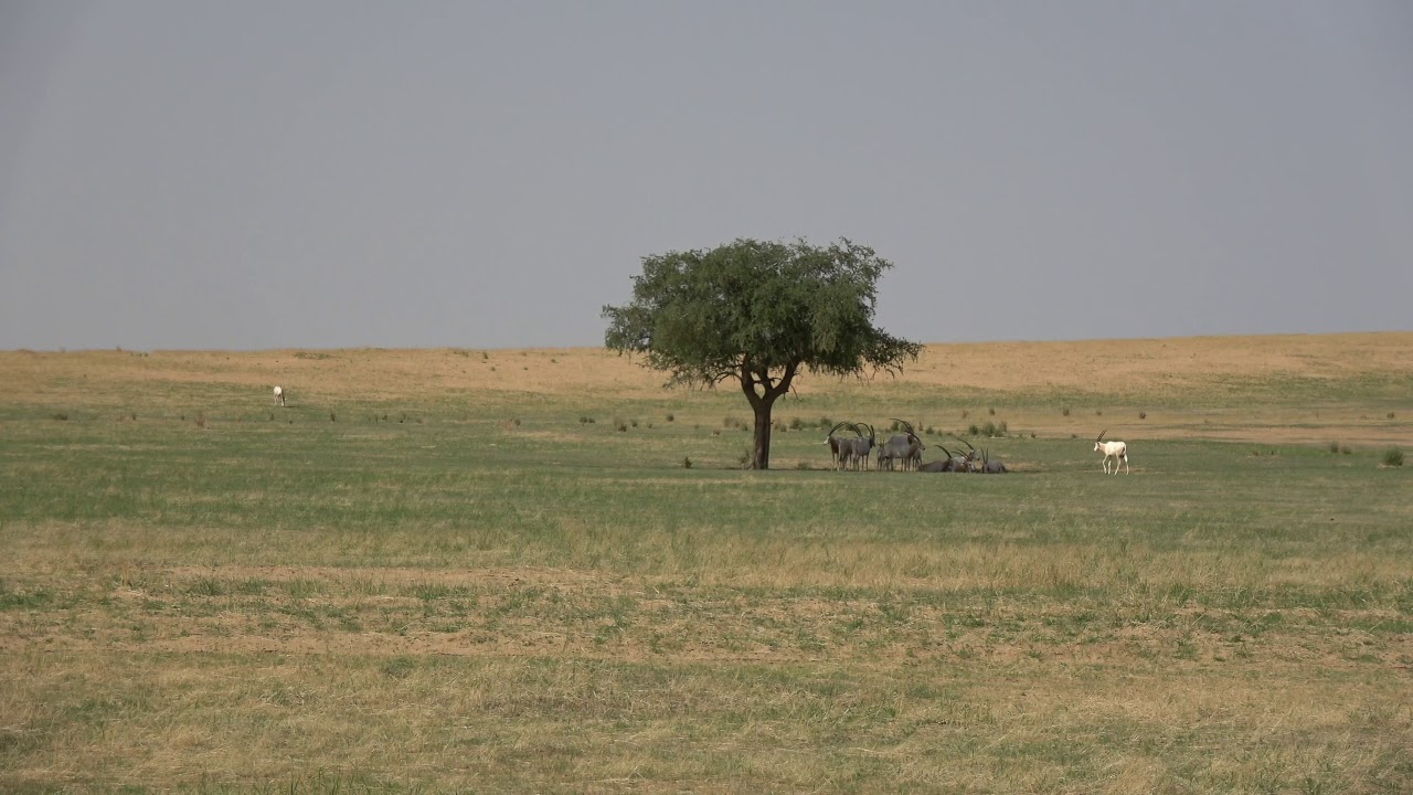 Reintroduced Scimitar-Horned Oryx Shading Under A Tree In Chad