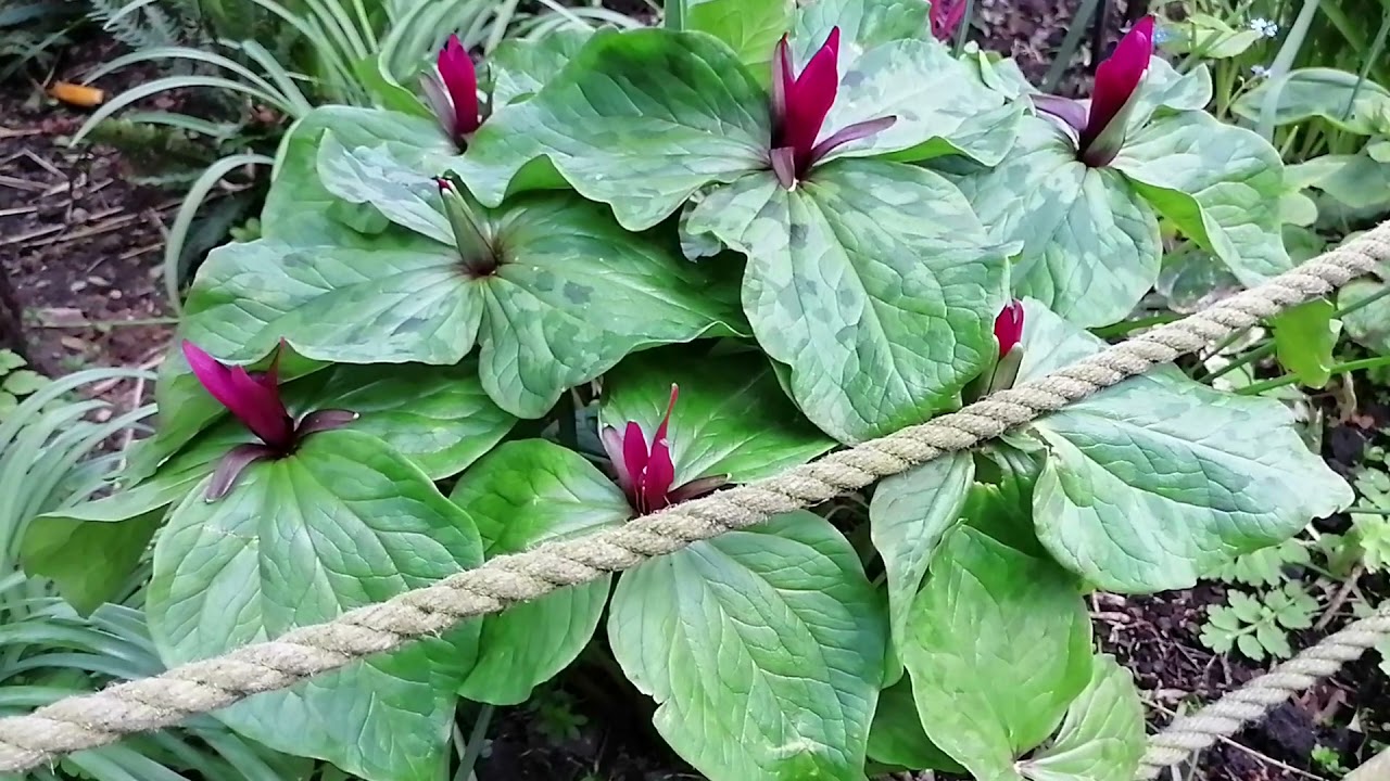 April Garden Tour, Faradawn 2021