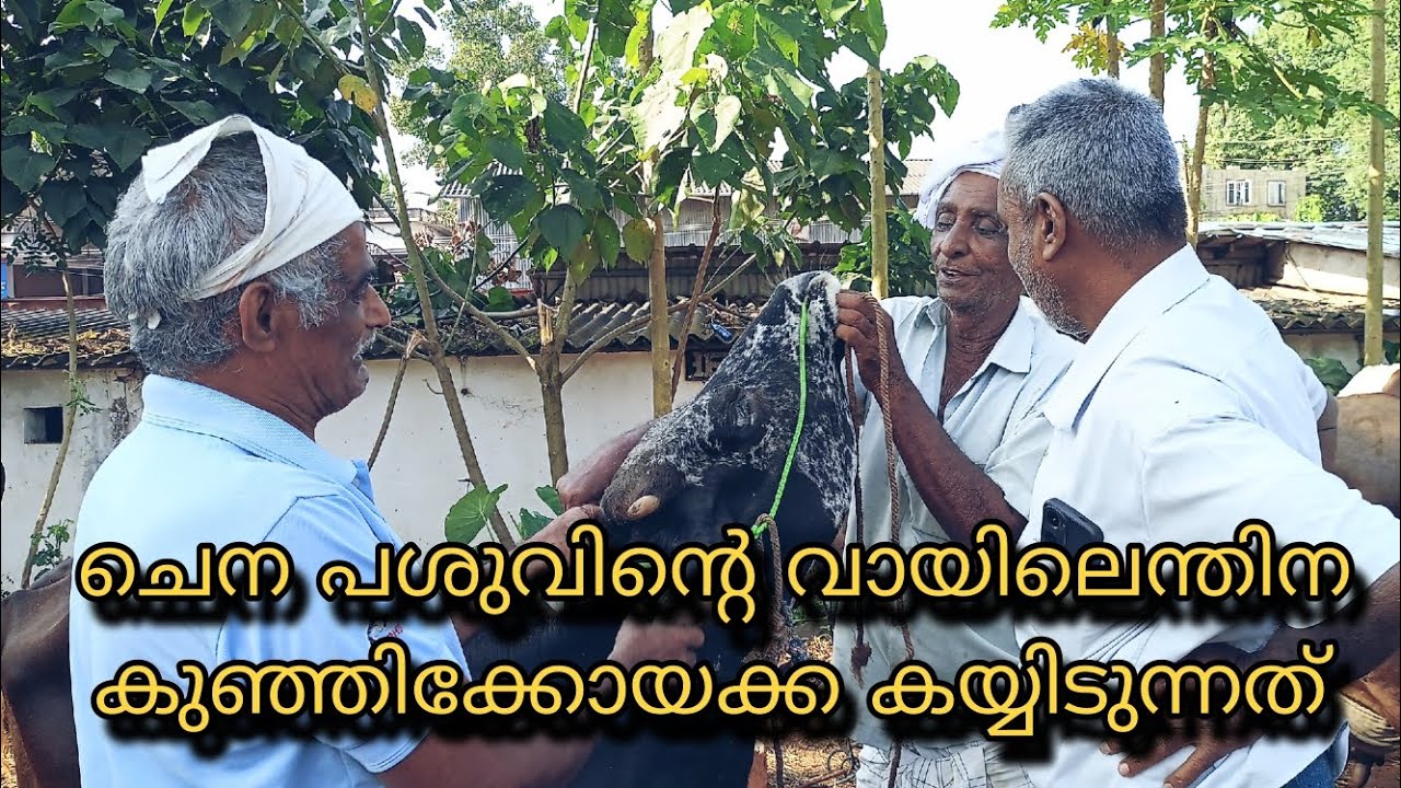 ചെന പശുവിൻ്റെ വായിലെന്തിന കുഞ്ഞി കോയാക്ക കയ്യിടുന്നത്ത്..@ ചട്ടിപറമ്പ് ചന്ത