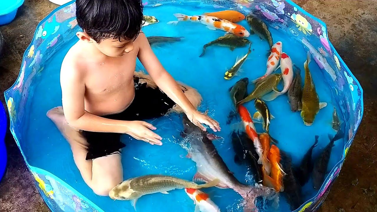Campur Ikan Hias Jumbo Ke Kolam Ikan Koi, Patin, Ikan Mas Albino, Louhan, Mujair, Belut, Kura-kura