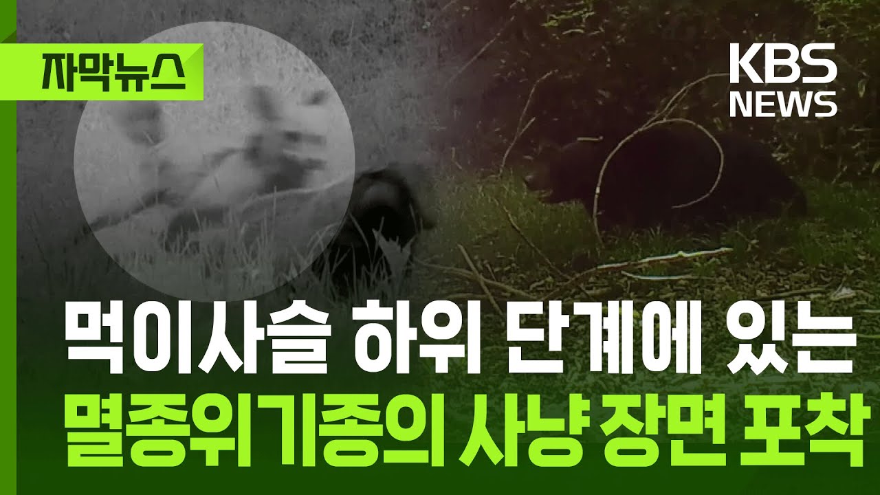 [자막뉴스] 먹이사슬 하위 단계에 있는 멸종위기종의 사냥 장면 포착 / KBS 2025.09.28.