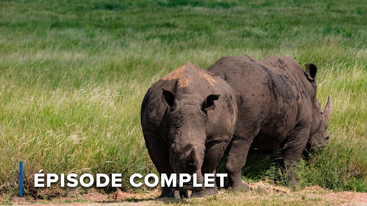 La vie dans le Waterberg et le cratère de Vredefort | Horizons sauvages d’Afrique 101+102