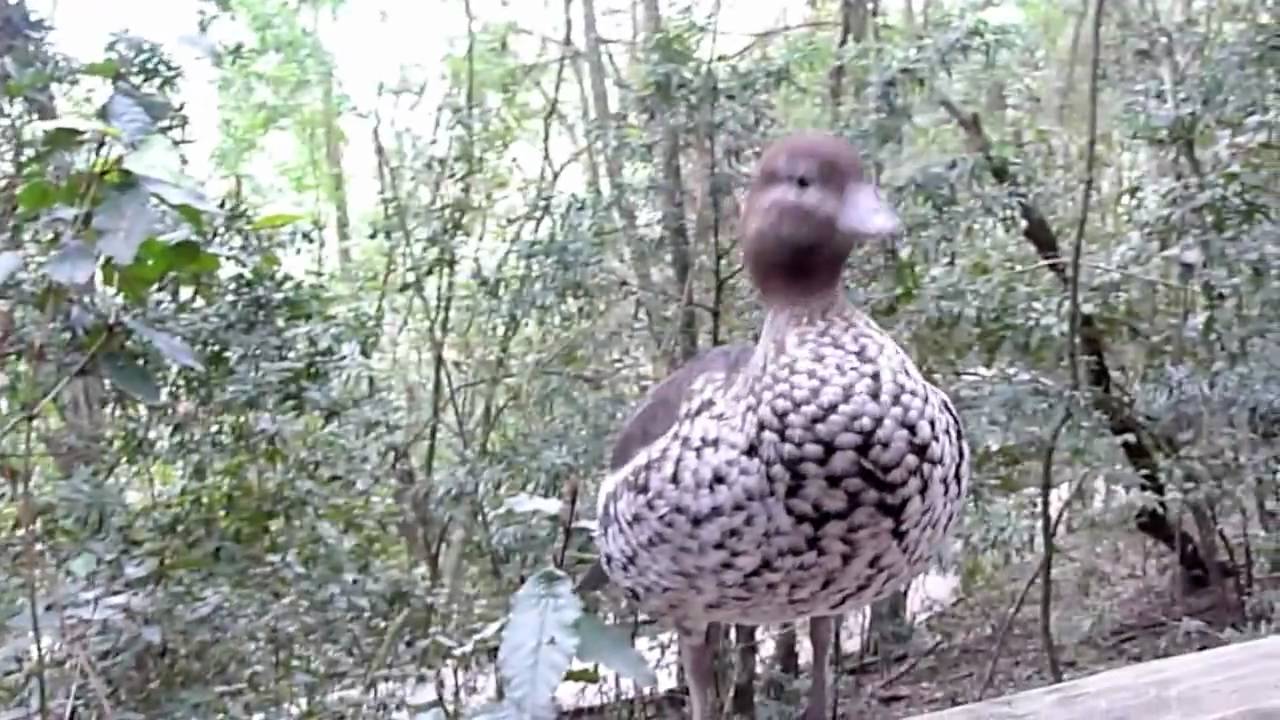 Birds of Eden