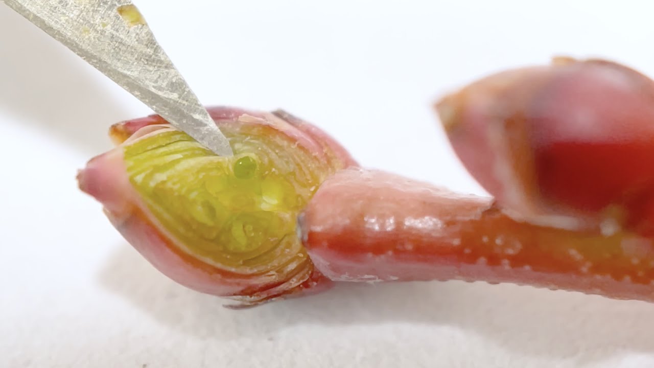 How to quickly evaluate blueberry bud damage