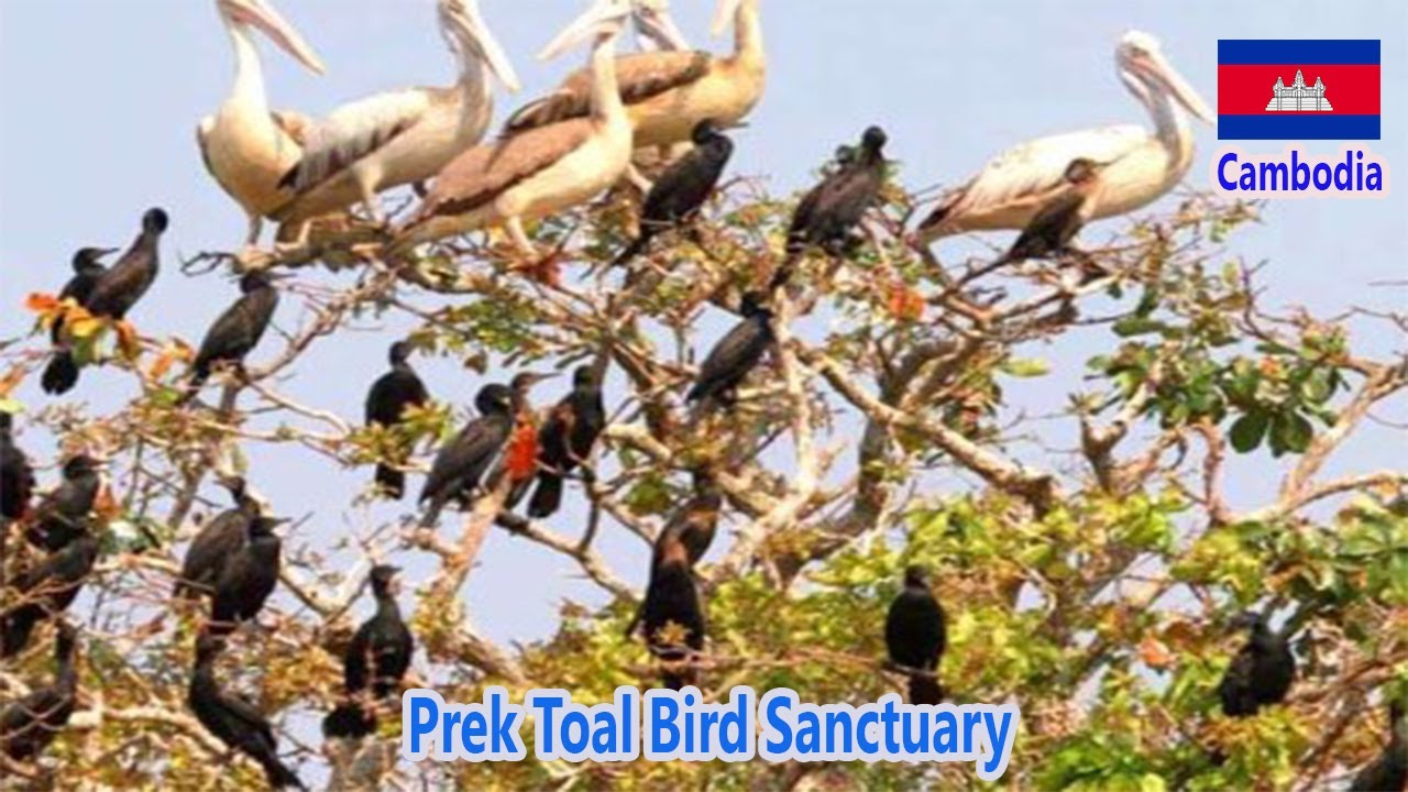 Prek Toal Bird Sanctuary | Cambodia | Cambodia Khmer Travel Guide