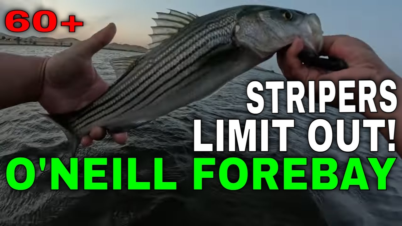 Striper Fishing On Fire 2025!!!(O'Neill Forebay Fishing)