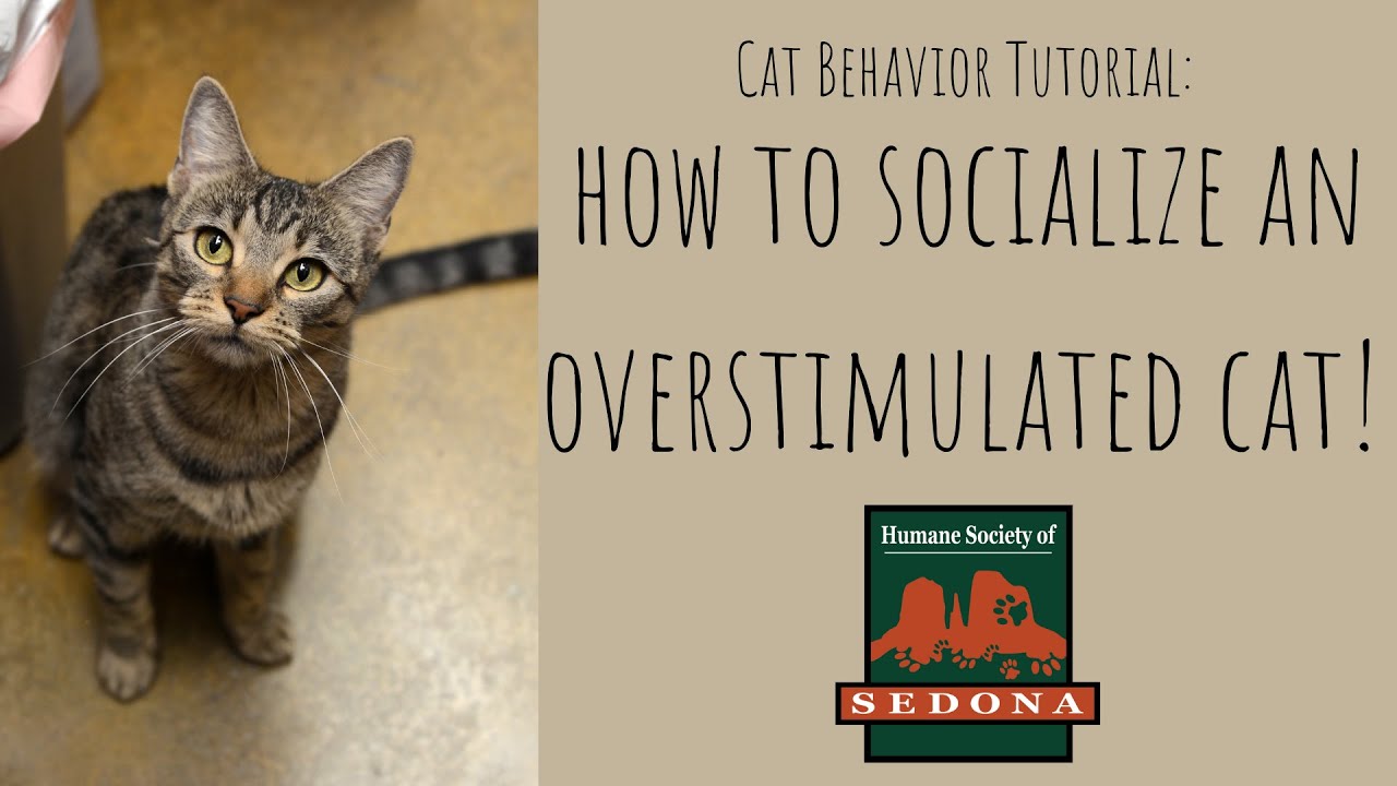 Cat Behavior: How to Socialize an Overstimulated Cat