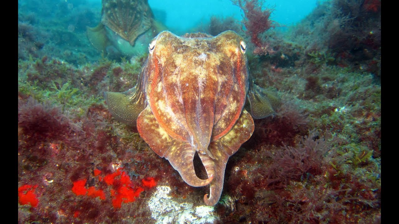 Diving Gran Canaria - Spain