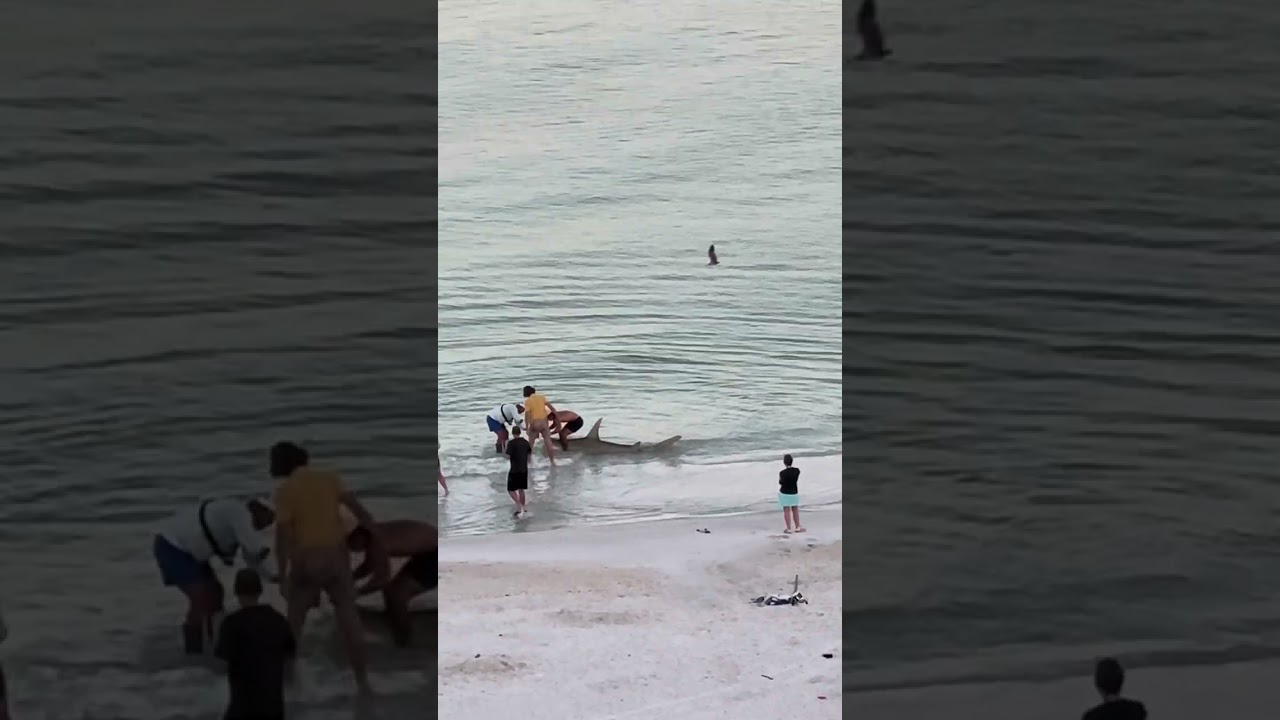 Hammerhead shark!