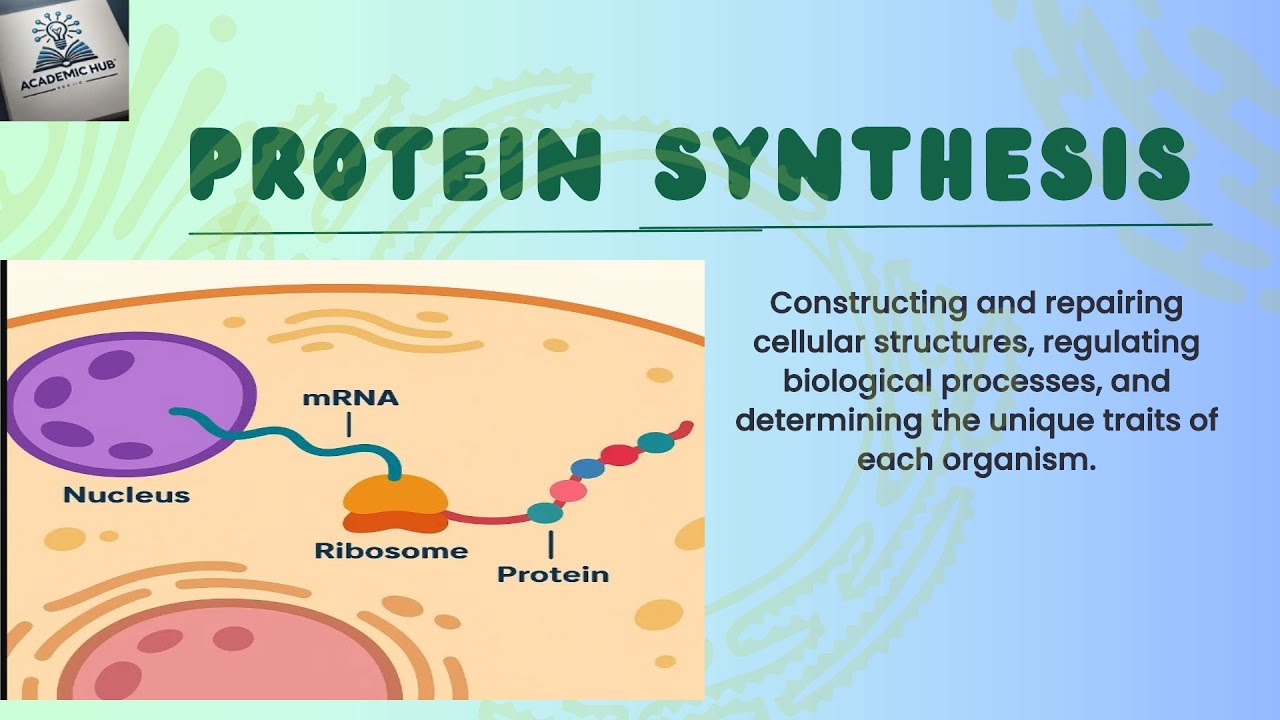 Protein Synthesis Explained: Protein Transcription & Translation | process of protein synthesis