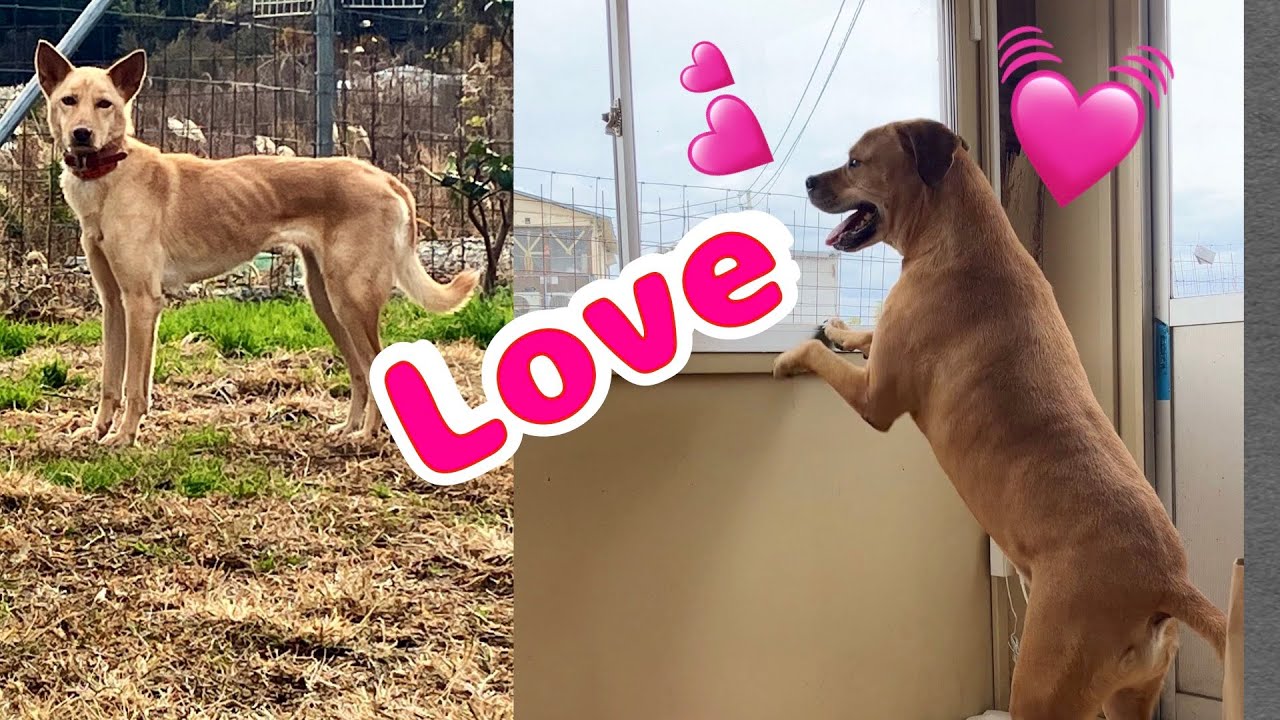 土佐ピットのケンくんの恋？　野犬タキちゃんに一目惚れ？