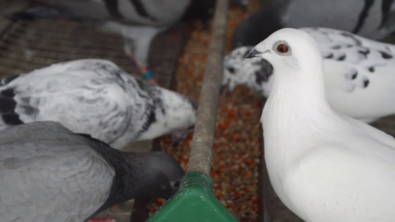 Racing Pigeon - Merpati Pos Indonesia
