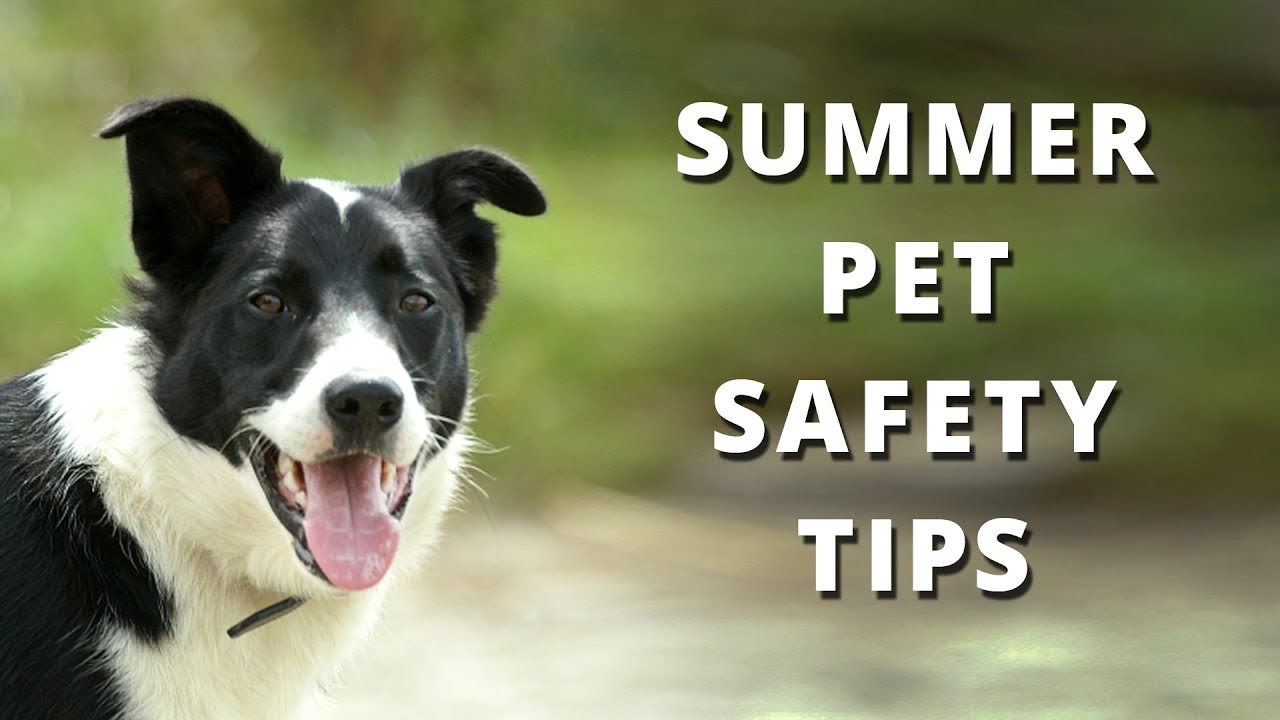 Summer Safety Pet Tips - Keep Your Pets Safe in the Heat This Summer with this Advice