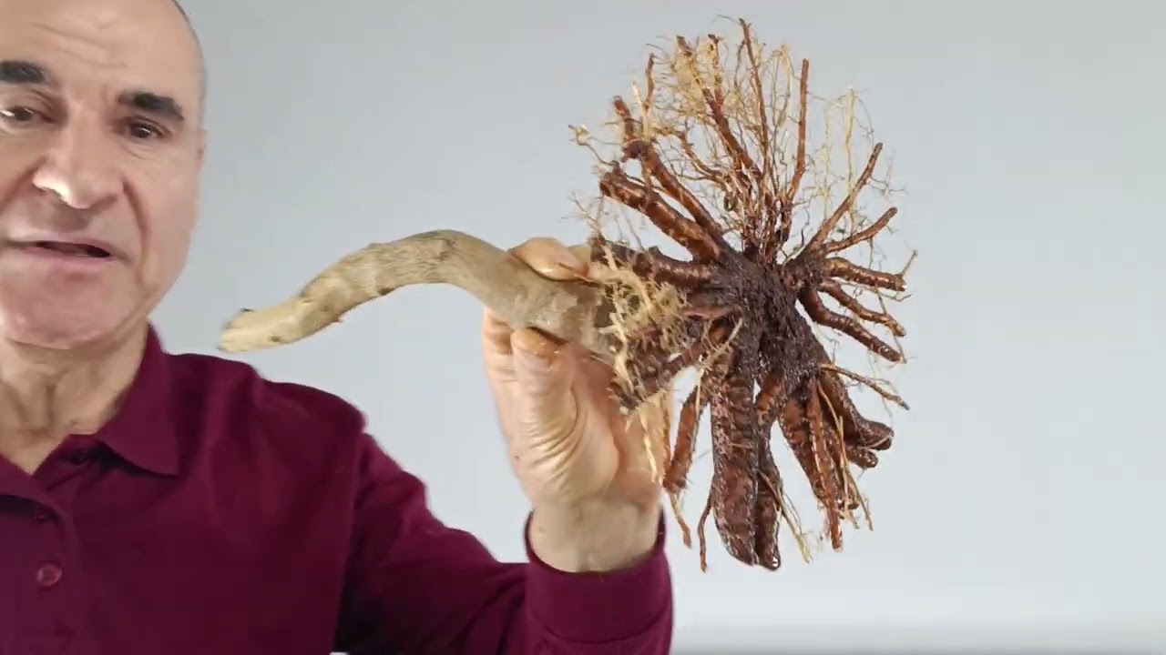 Б 8. Acer buerguerianum, 120 евро, включая доставку. #небари #питарх #деревья #бонсай