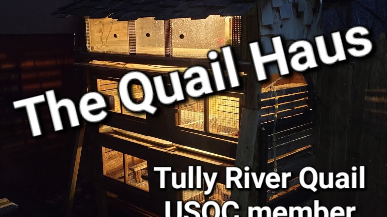 Tully River Quail "Quail Haus" two level quail hutch build with integrated brooder