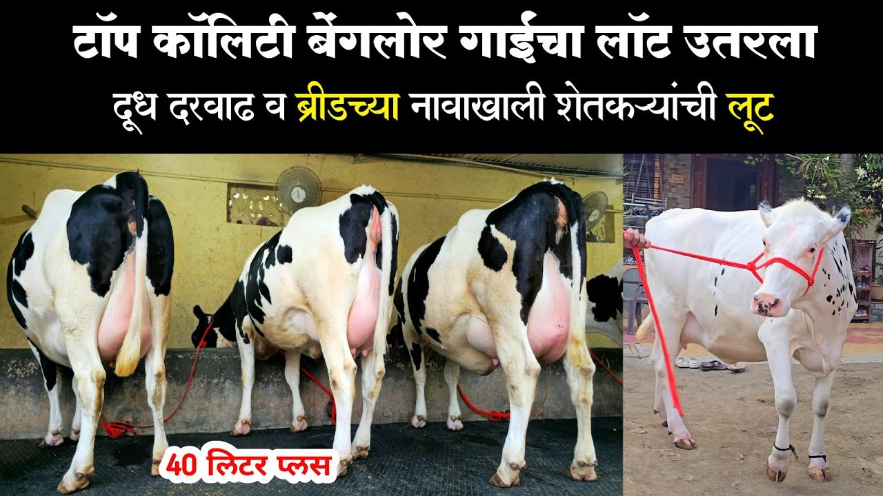 इंदापूर, २५ ते ४० लिटर प्लस हत्ती सारख्या बेंगलोर गायींचा लॉट उतरला | ब्रीडच्या नावाखाली लोकांची लूट