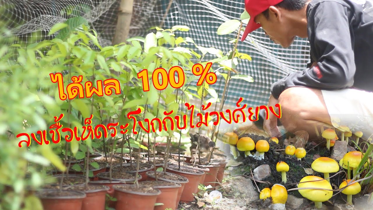ปลูกเห็ดระโงกเองได้จริงเหรอ? ลงเชื้อเห็ดระโงกกับไม้วงศยางได้ทุกชนิด