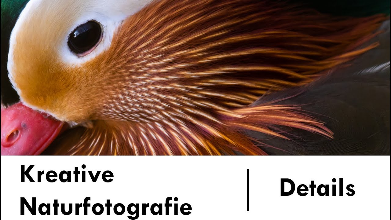 Kreative Tierfotografie Teil 1: Details