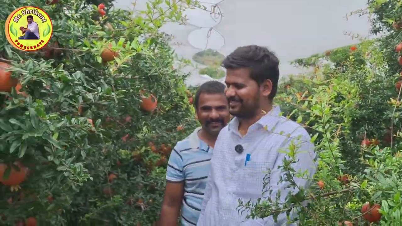 #Anantpur | Pomegranate farming | Good effort | Farmer back voice |