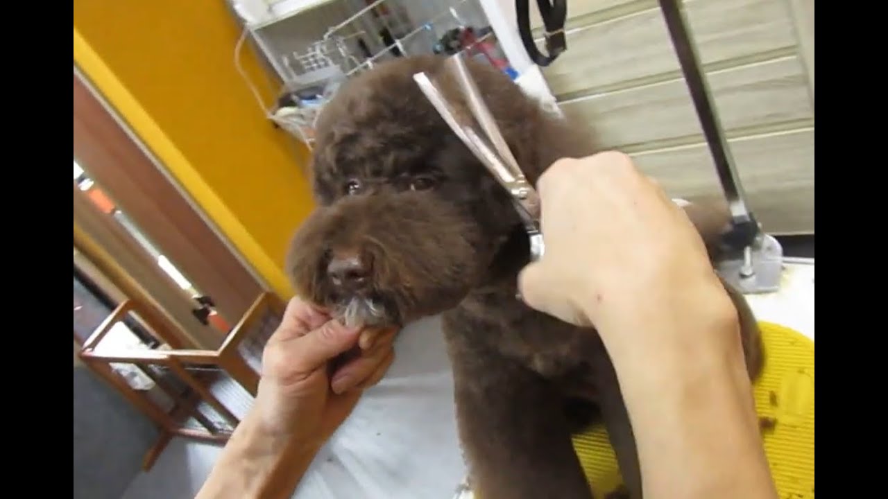 お耳短くイメチェンなドゥードルちゃん｜八尾市のペットサロンデューク