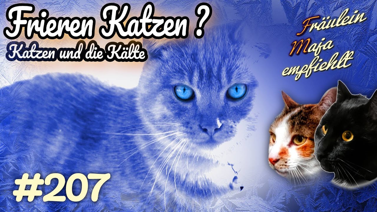 WANN FRIEREN KATZEN | Katzen und Kälte - Fräulein Maja empfiehlt Teil 207