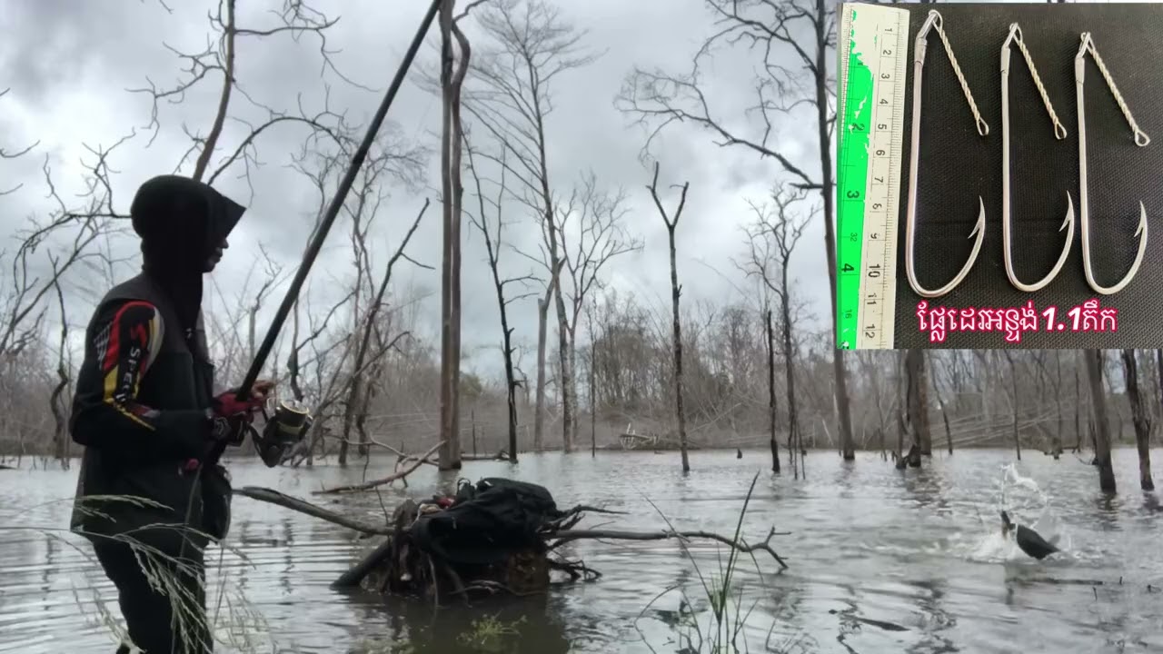 Another Good Strike from a Giant Snakehead Fish