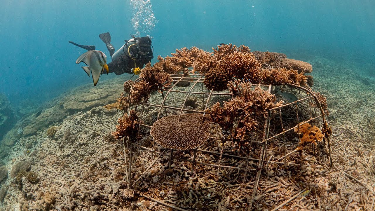 Coralive - Scaling up coral restoration around Fregate Island