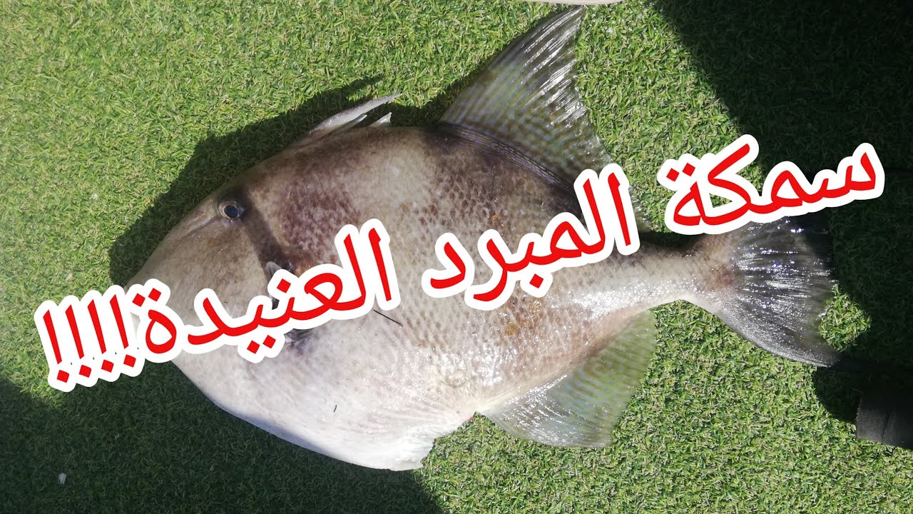 الصيد البحري في لبنان تشكيلة سمك روعة و  سمكة المبرد العنيدة حجم رائع fishing in lebanon