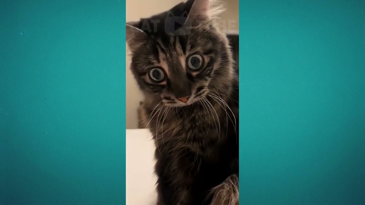 😂😸 Эпичные кошачьи неудачи, от которых вы будете смеяться до слез! 😂