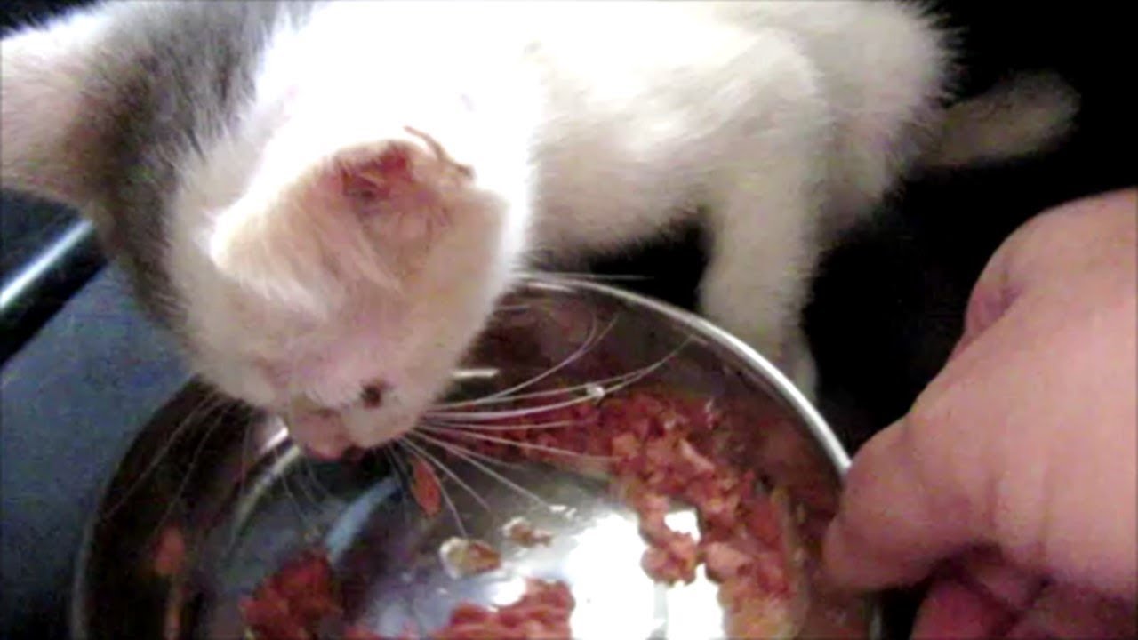 子猫保護　お腹が空きすぎて餌の食べっぷりがすごい