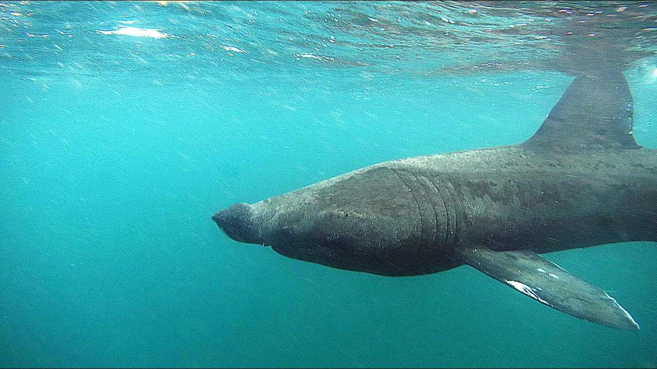 Tauchen Wracks Scapa Flow und Riesenhaie