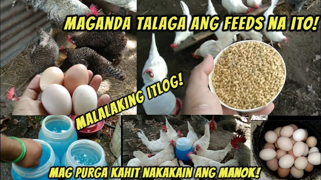 Feeds na nagbibigay ng quality at malalaking itlog | Mag deworm ng mga manok