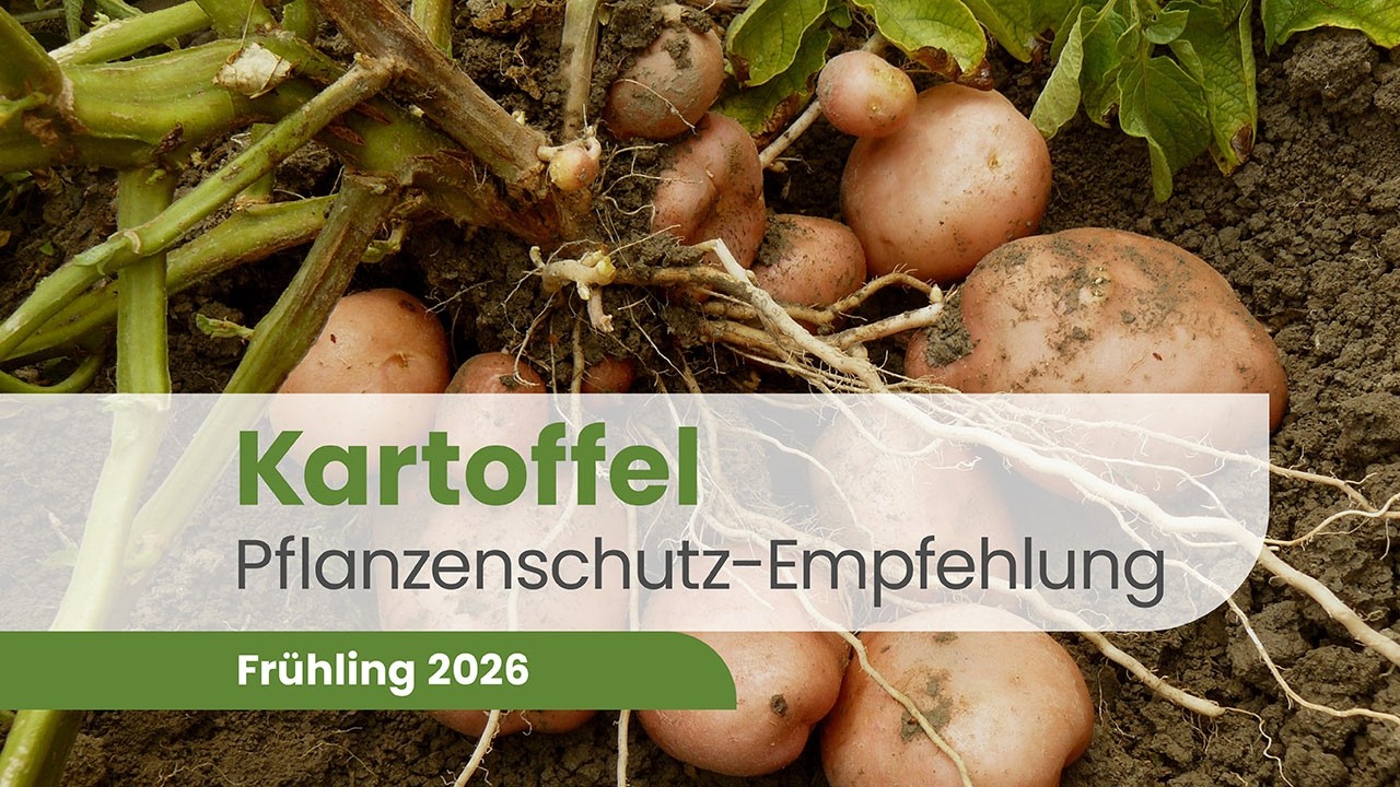 Kartoffel 2026 – Herbizid-, Fungizid- & Insektizidstrategie | Pflanzenschutz Beratung
