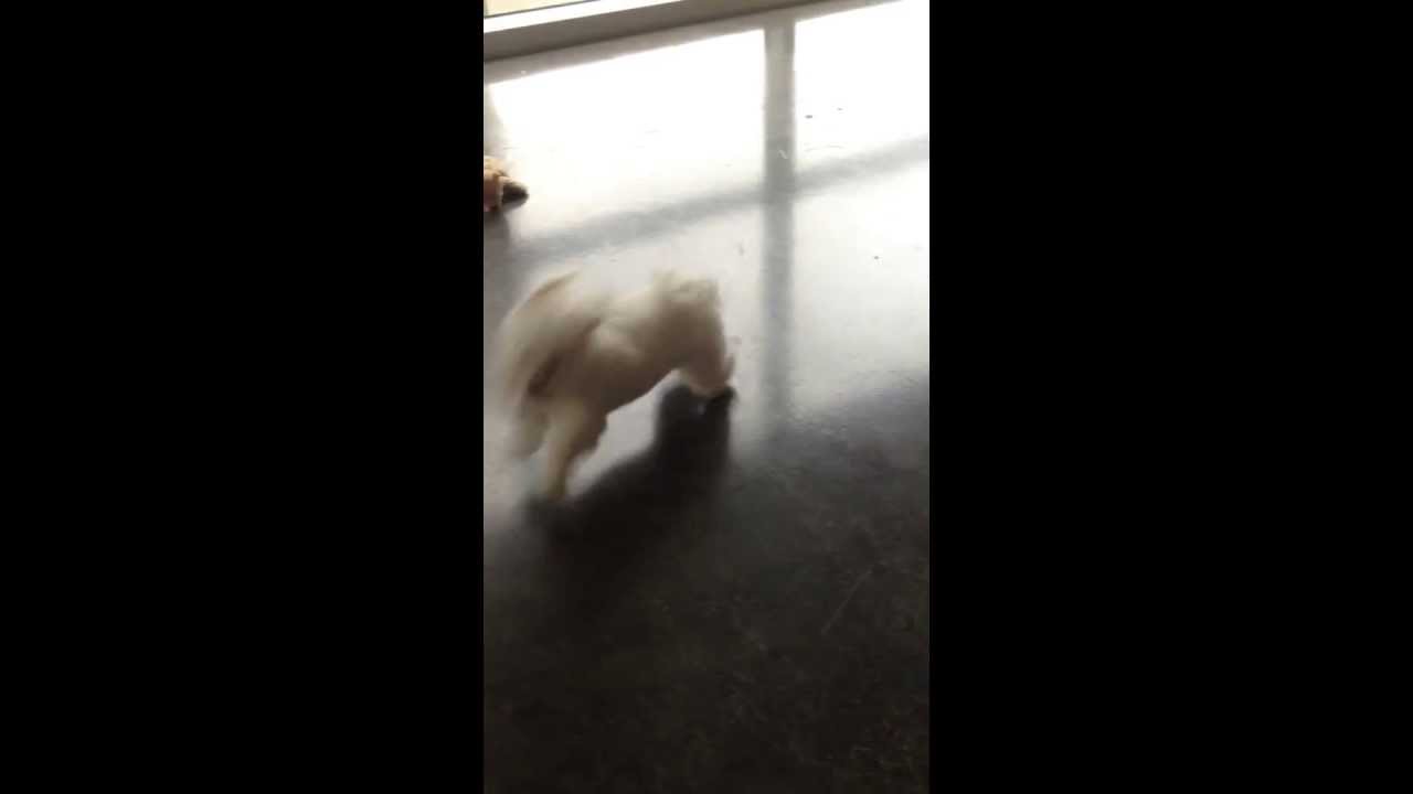 Tiki & Fluflee Maltese Chaos