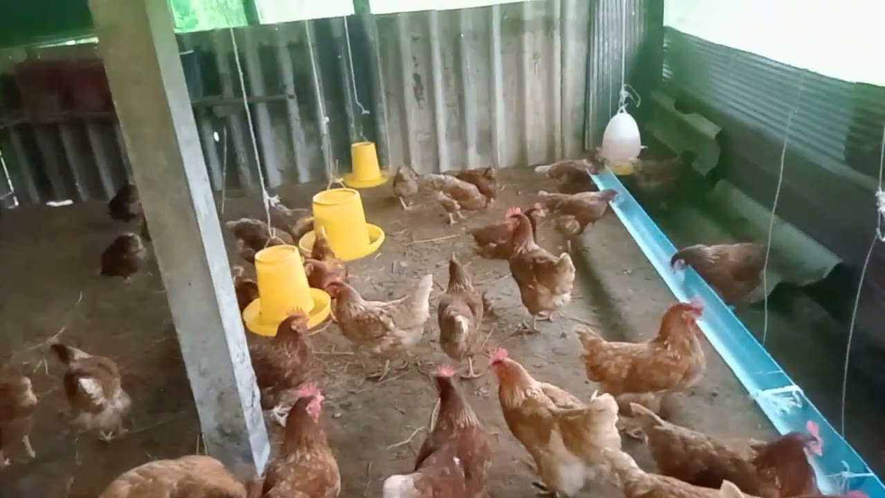 eq123.ประเมินผล#การเลี้ยงไก่ไข่100ตัวว่าผ่านหรือไม่มาดูคลิปนี้กันครับ