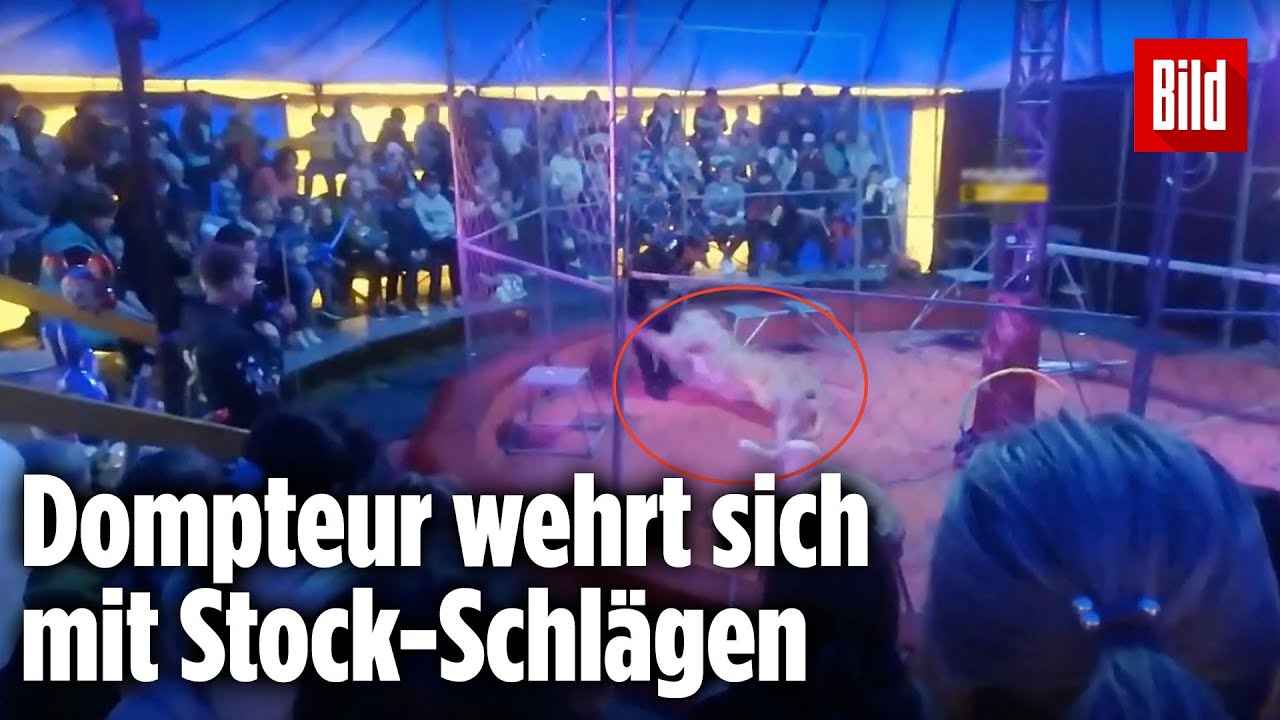 Schock im Zirkus: L&ouml;win greift Dompteur an