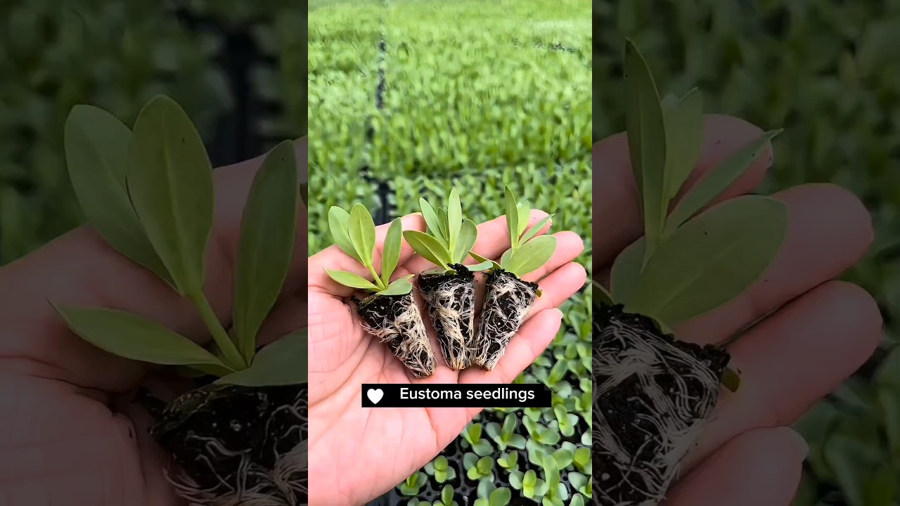 How To Grow Eustoma Flowers #satisfying #shot