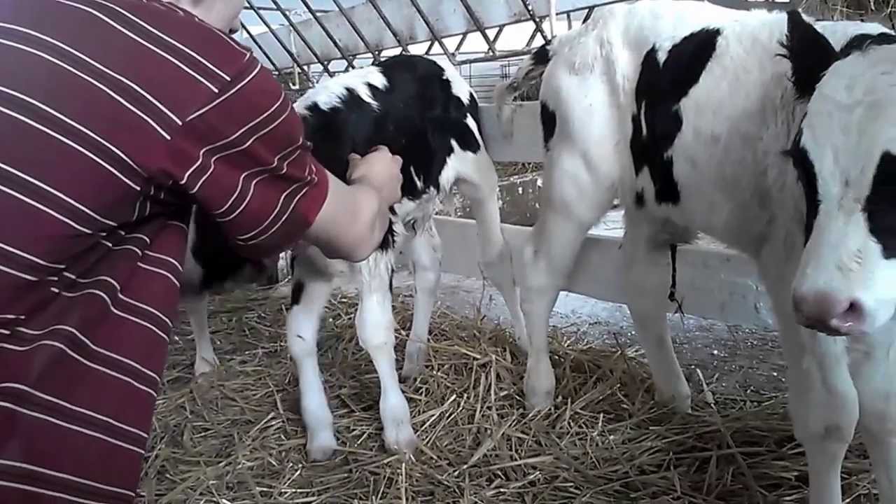 Диспепсия у телят комплексное лечение залог успеха. Терапия.(Рус)