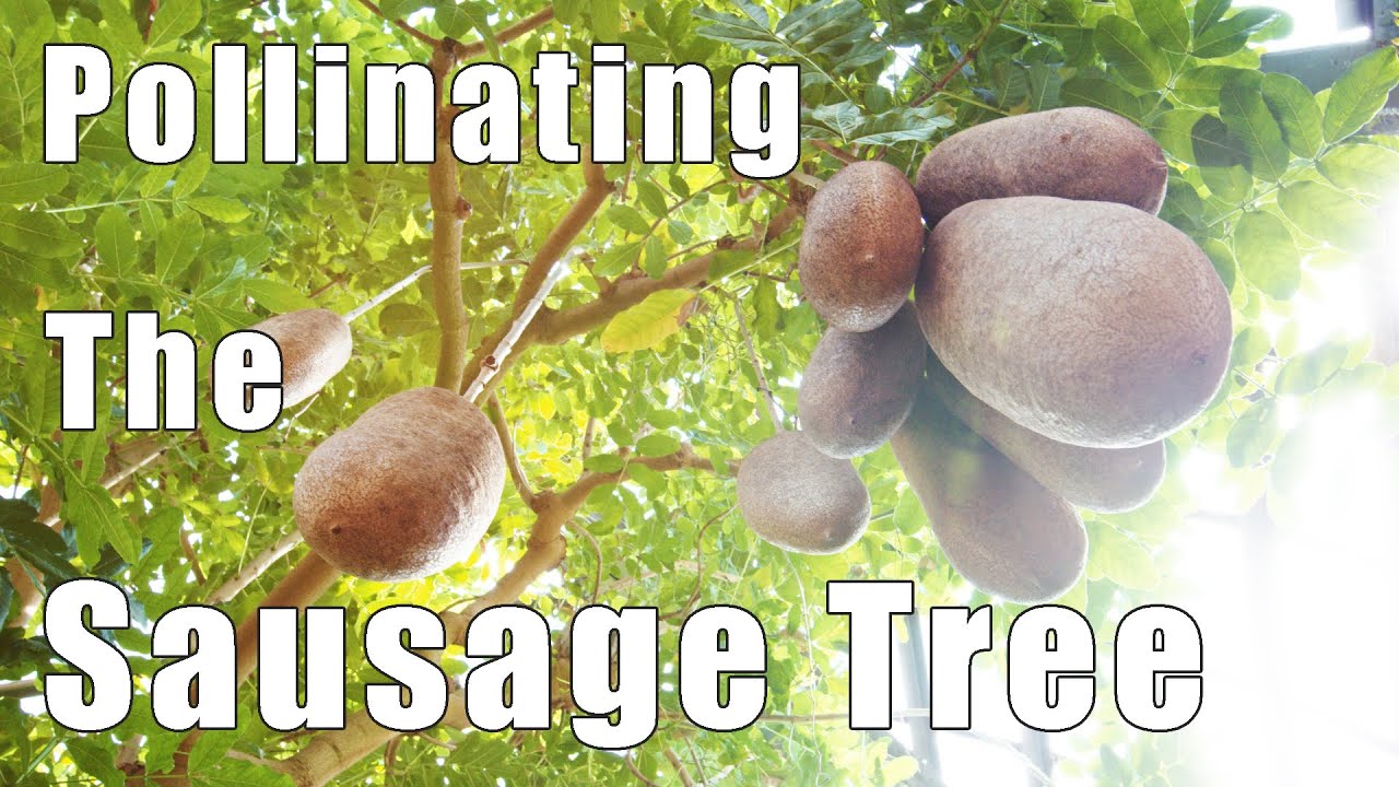 Pollinating The Sausage Tree