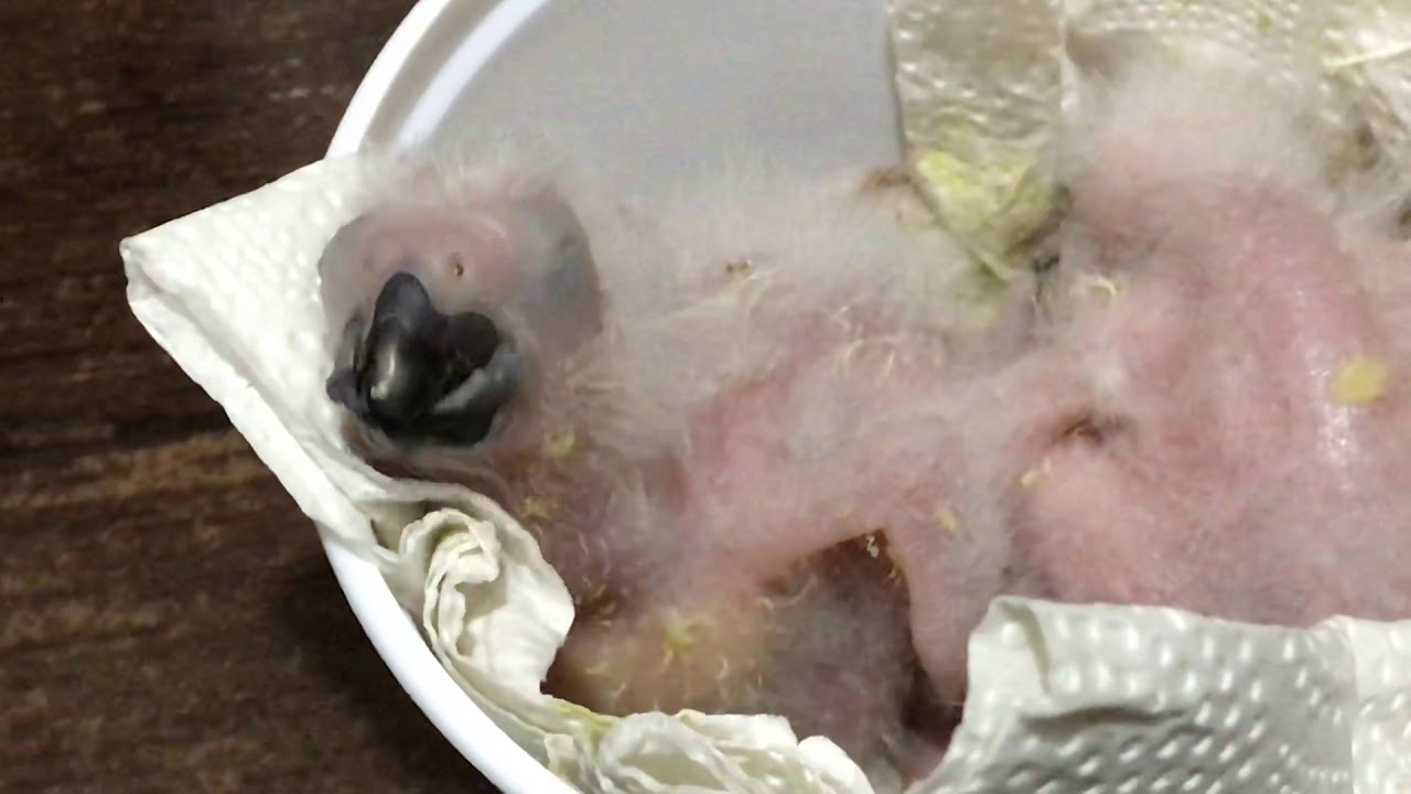 African Grey Parrots - Feeding baby’s 1 day to 10 days, African Grey baby Parrots