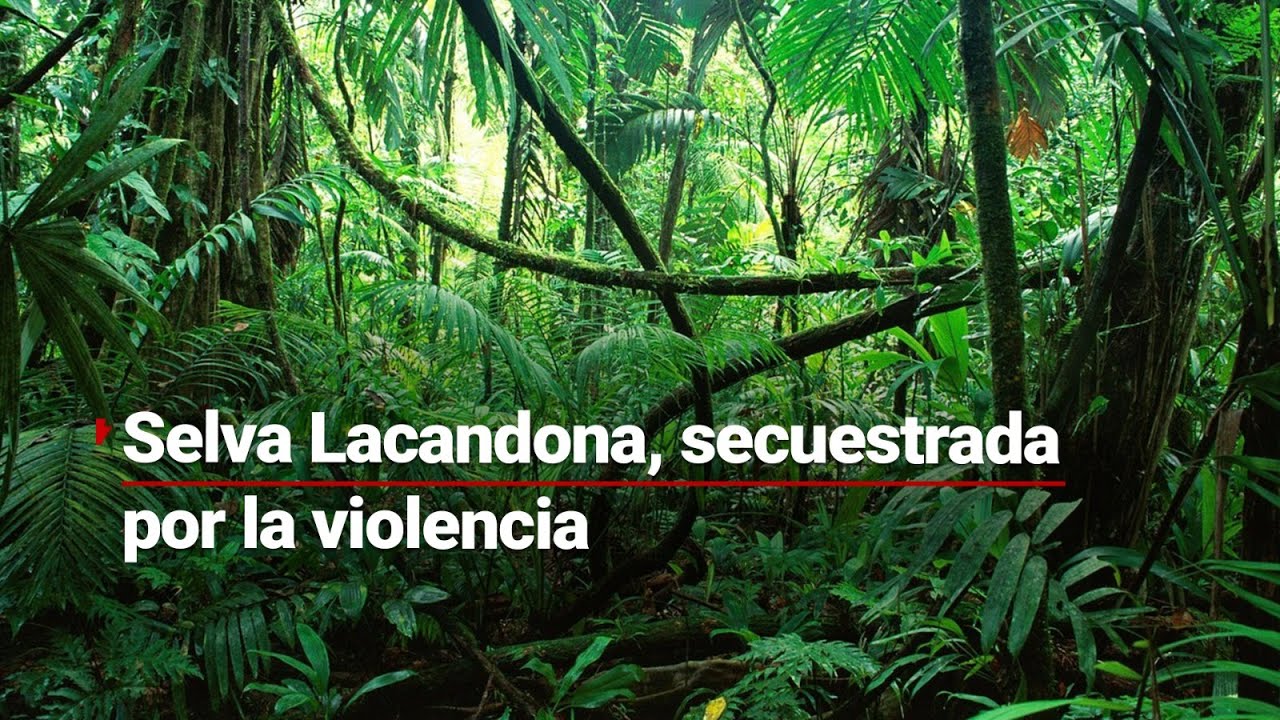 Agencias europeas cancelan viajes a la Selva Lacandona durante el 2024