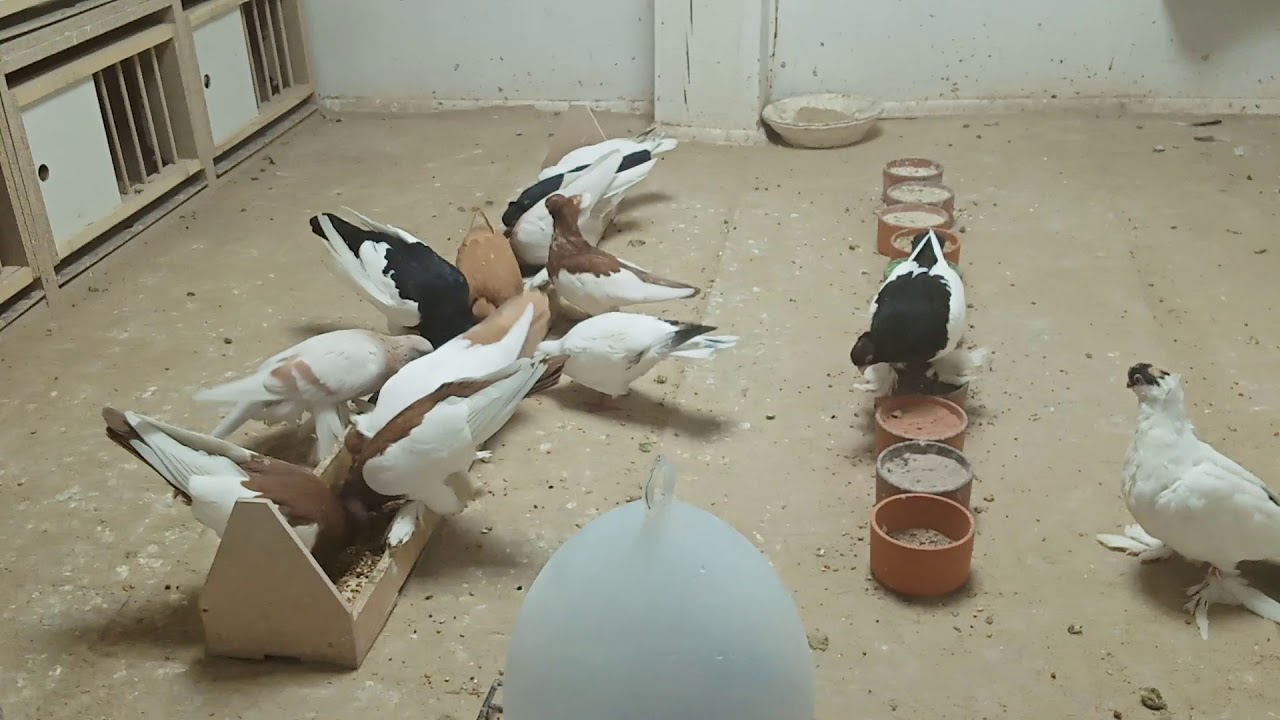 Moje gołębie krótkodzioby- Przemek Lipno październik 2020 nowe nabytki w gołębniku