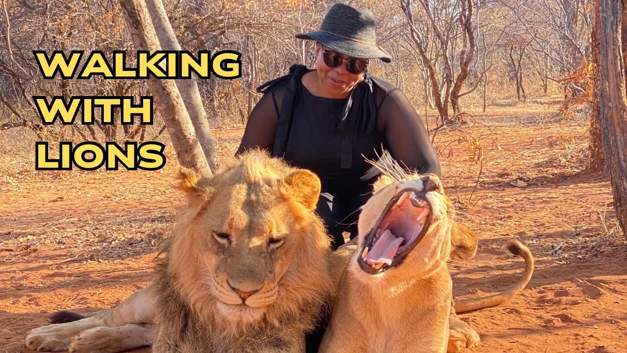 Прогулка со львами в Замбии