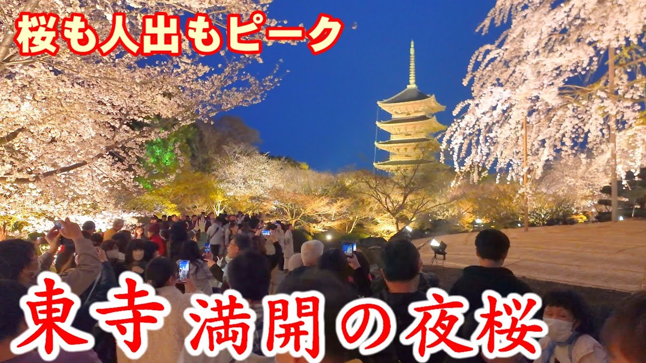4/5(土)桜も人出もピーク！満開の夜桜 京都東寺を歩く【4K】Toji Temple illuminated with cherry blossoms in full bloom