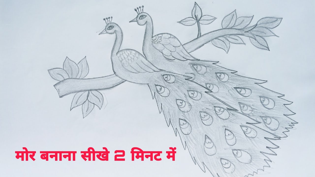 मोर कैसे बनाएं/beautiful peacock sitting on the branch/peacock sketching/step by step banana sikhen.