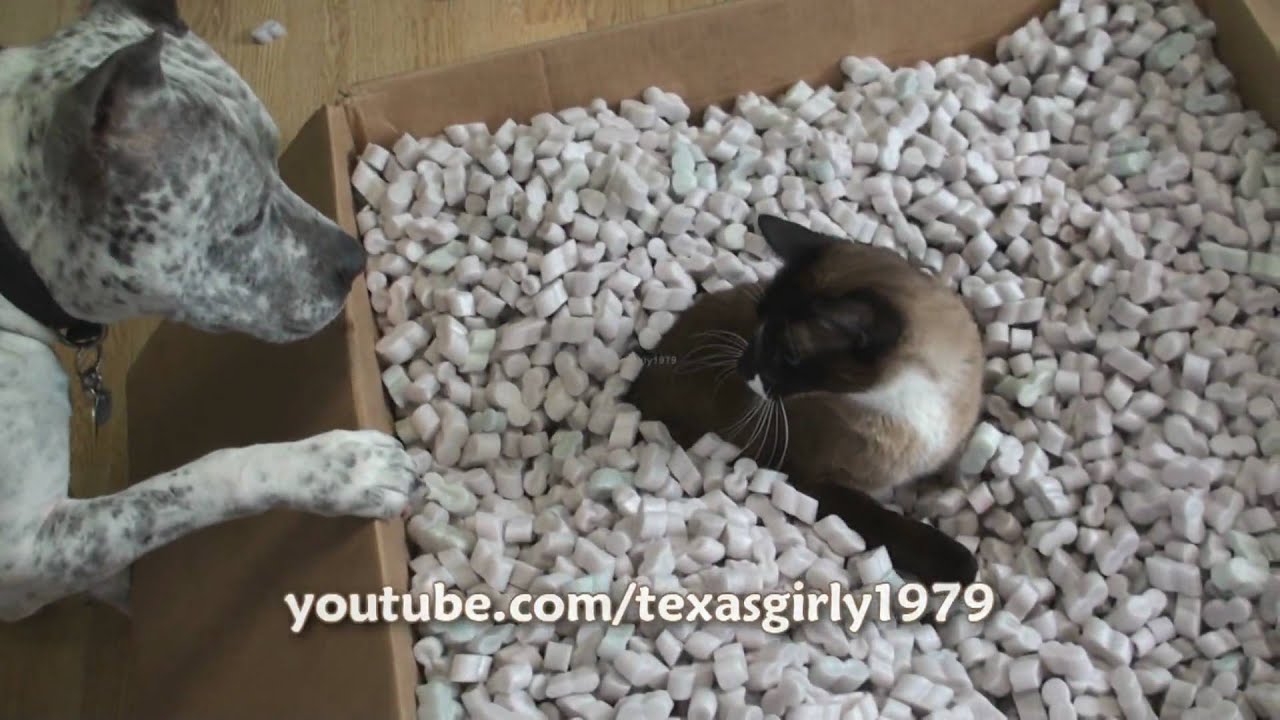 Cat VS Dog!!! Max in the Box VS Pit Bull Sharky