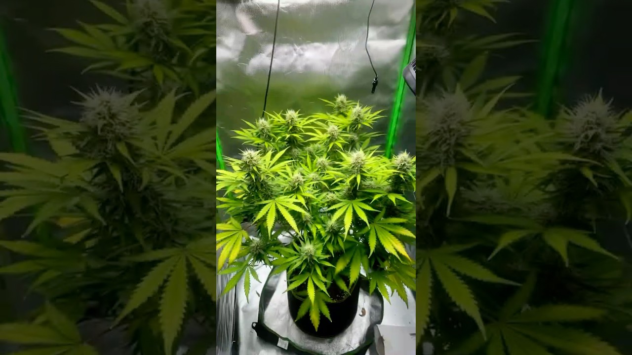 My 2024 Grow  in 10 Seconds &ndash; Big Results! 🌱✨ #cannabisgrowers