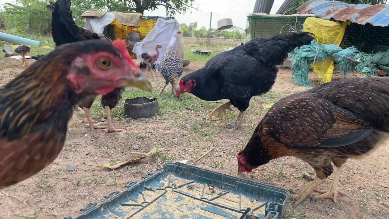 គ្រួសារមាន់/🐓🐓